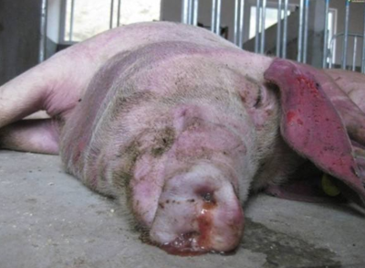 育肥豬皮膚發紅？警惕這三大常見疾病